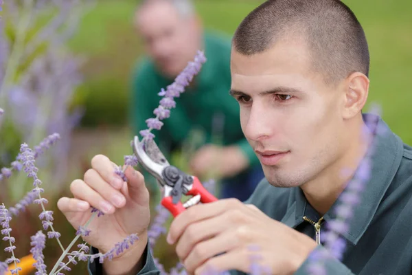 接近一个割薰衣草的男人 — 图库照片