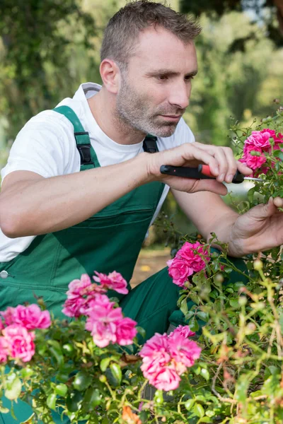 Bonito Trabalhador Jardineiro Poda Plantas Flores Juntos — Fotografia de Stock