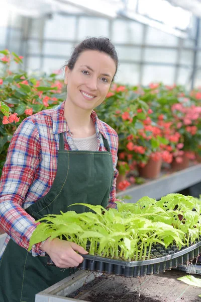 Nursery Worker Posing Holding Plant Sprouts — Zdjęcie stockowe