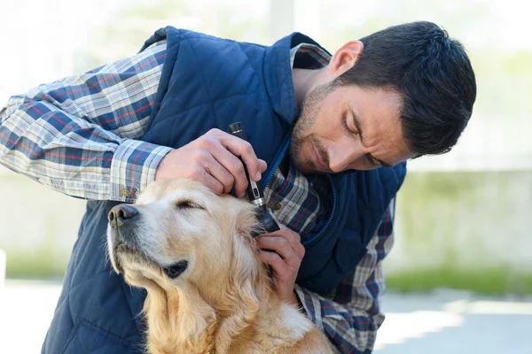 Male Vet Checking Dogs Ears — Stockfoto