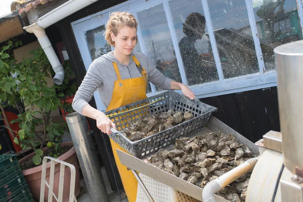 Vrouw Die Dagelijkse Oesteroogst Sorteert — Stockfoto