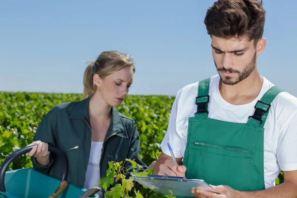 Jardiniers Debout Parmi Les Vignes — Photo