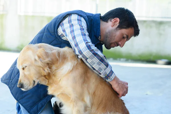 Male Vet Inspecting Dogs Fur — 스톡 사진