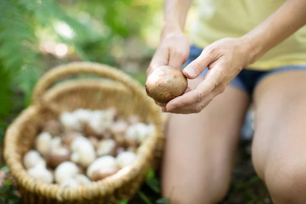 Une Femme Tient Champignon — Photo