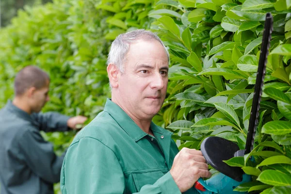 Nahaufnahme Eines Mannes Der Eine Hecke Schneidet — Stockfoto