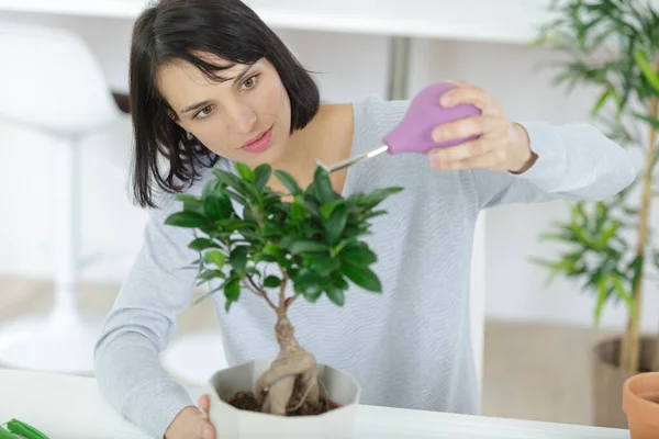 Águas Femininas Cuidadosamente Bonsai Casa — Fotografia de Stock