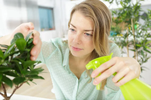 女人在盆景树上喷水 — 图库照片