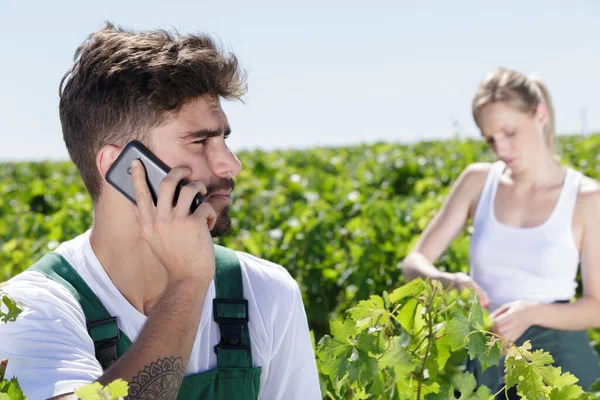 Vintner Üzüm Bağında Cep Telefonuyla Konuşuyor — Stok fotoğraf