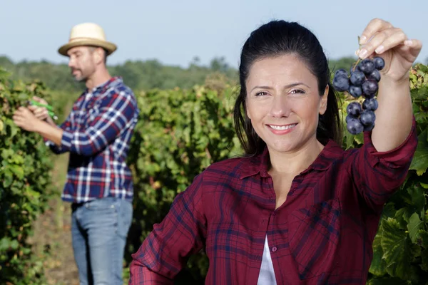 Mujer Mostrando Uvas Maduras Viñedo —  Fotos de Stock