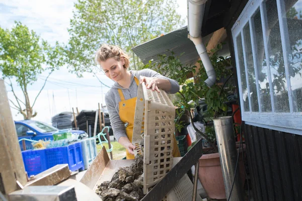 Oesterboer Reinigt Zijn Producten — Stockfoto