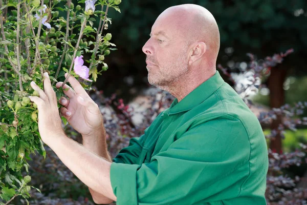 Senior Trädgårdsmästare Undersöker Blommande Buske — Stockfoto