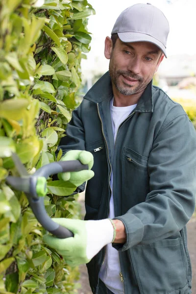 Jardinero Con Recortadora Setos Moldeando Pared Verde —  Fotos de Stock