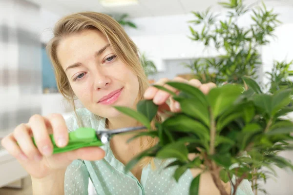 Hojas Ficus Corte Femenino Utilizando Tijeras Podar —  Fotos de Stock