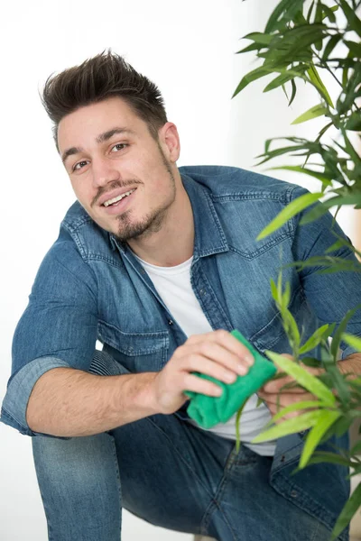 Man Cleaning Houseplant Dust Room — Stock Photo, Image