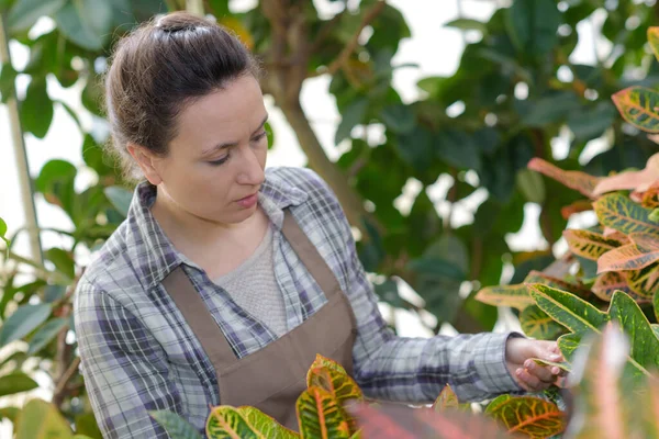 Jonge Vrouw Aan Het Werk Kas — Stockfoto