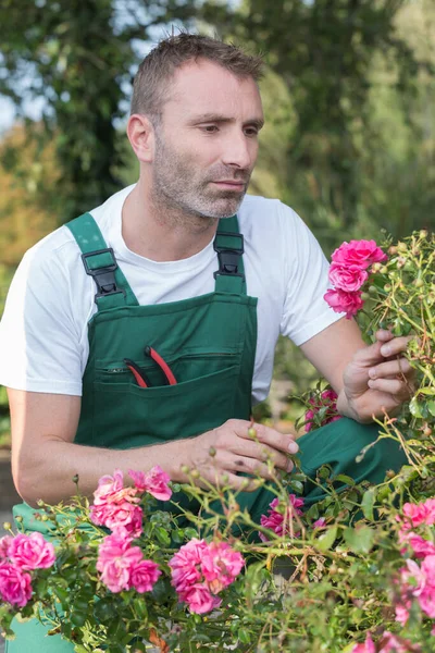 Gartenarbeit Blume Schneiden Mit Der Gartenschere — Stockfoto