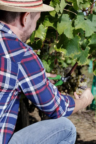 Homme Dans Vendange Des Vignes — Photo