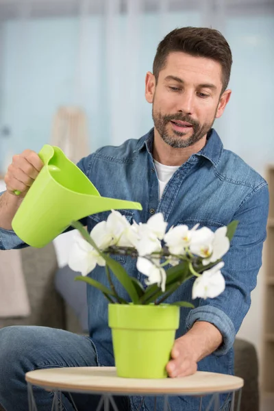 Mann Gießt Eine Zimmerpflanze Die Blüte Steht — Stockfoto