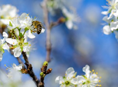 Bal arısı kiraz çiçek