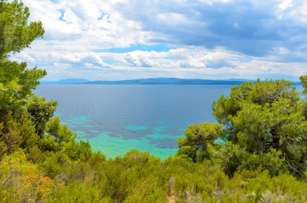Beautiful blue sea behind conifers — Stock Photo, Image