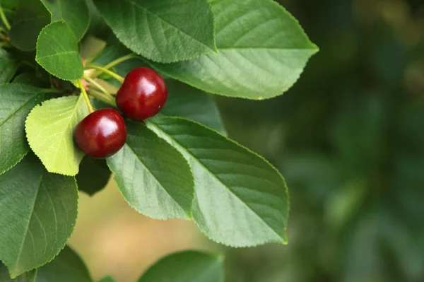 Ciliegie fresche — Foto Stock