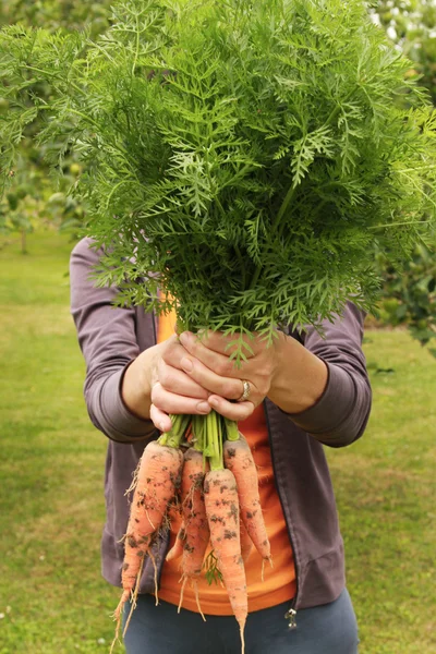 Verse bio-wortelen — Stockfoto