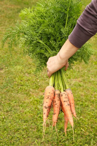 Świeże marchew organiczny — Zdjęcie stockowe