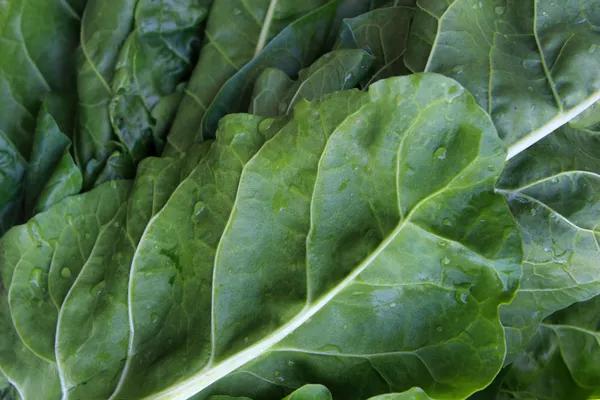 Chard Leaves Background — Stock Photo, Image