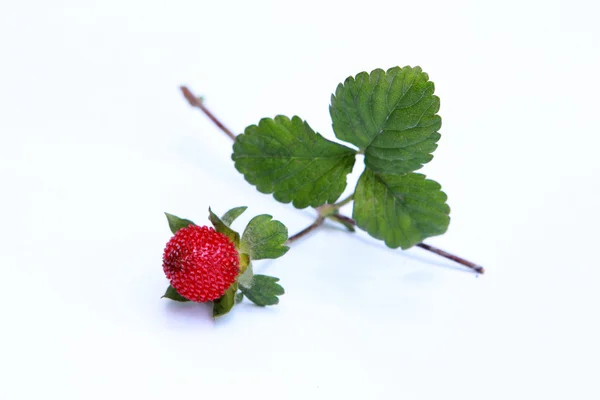 Fresas del bosque — Foto de Stock