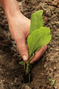 rucola fide dikim