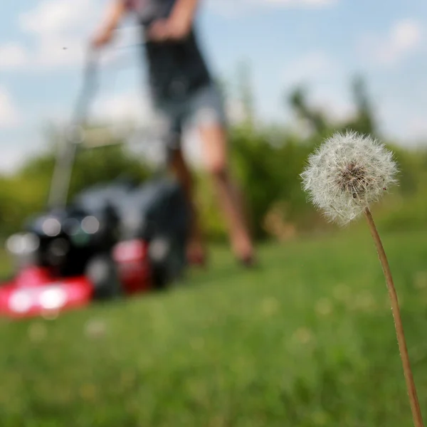 Rasenmäher — Stockfoto