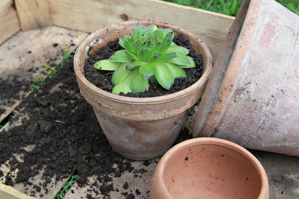 Houseleek - planterat precis houseleek i keramiska blomkruka — Stockfoto