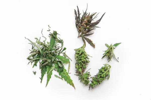 医用大麻叶和芽在白色背景下被分离 — 图库照片