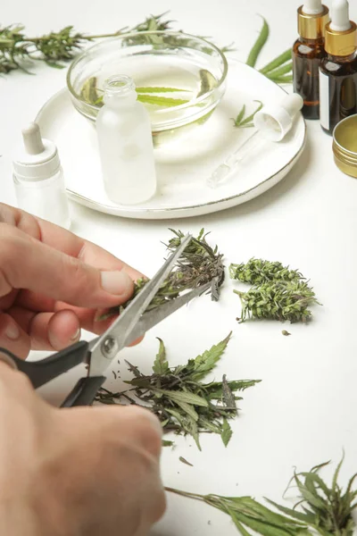 医療用マリファナ ハサミでマリファナを切り 大麻の芽をトリミングする 医療用Cbdオイルの製造プロセス — ストック写真