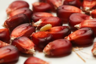 Mısır solucanlı Aztek kırmızı mısır tohumu, yakın çekim, stüdyo çekimi