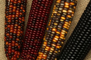 Dekoratif Hindistan mısır arka planı, kapatın.