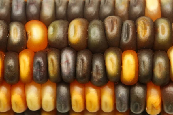 Багатобарвний Декоративний Індійський Кукурудзяний Фон — стокове фото