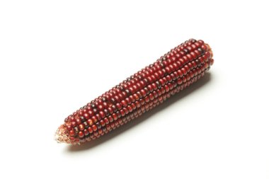 Aztek kırmızı mısırı beyaz arkaplanda izole edildi.