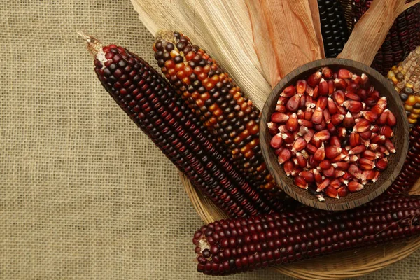 Декоративна Індійська Кукурудза Лайкою Багатокольорова Кремнезейна Кукурудза — стокове фото