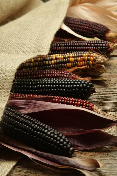 껍질달린 장식용 옥수수 색깔의 플린트 옥수수 — 스톡 사진