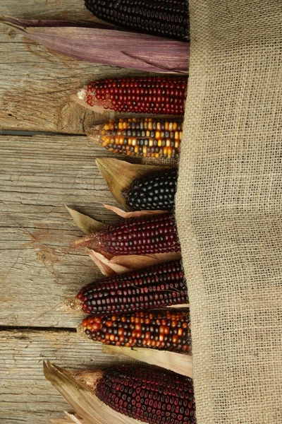 Dekorativer Indischer Mais Mit Schalen Mehrfarbiger Feuersteinmais — Stockfoto