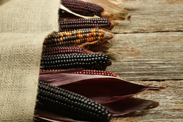 Декоративна Індійська Кукурудза Лайкою Багатокольорова Кремнезейна Кукурудза — стокове фото