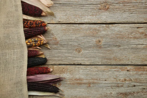 Decorative Indian Corn Husks Multi Colored Flint Corn Wooden Background — Stock Photo, Image