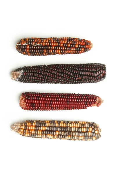 Ацтекська Колоритна Кукурудза Білому Тлі — стокове фото