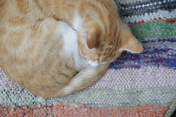 猫睡在土耳其地毯店的地毯样品上 — 图库照片