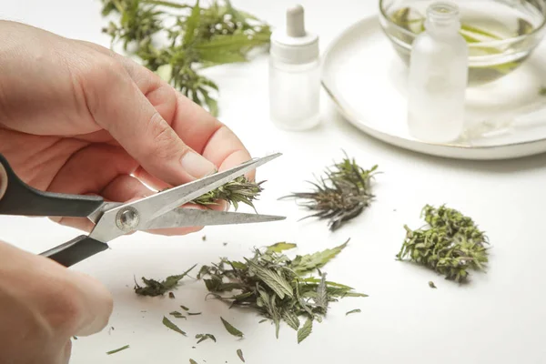 Marijuana Medicinal Mão Com Tesoura Cortando Maconha Cortando Botões Cannabis — Fotografia de Stock