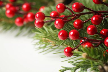 Kırmızı böğürtlenli Noel ağacı dalları.