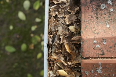 Eski sonbahar yaprakları ve kir dolu bir oluk.. 