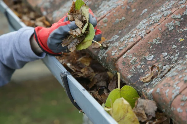 Cleaning the gutter from autumn leaves before winter season. Roof gutter cleaning process.