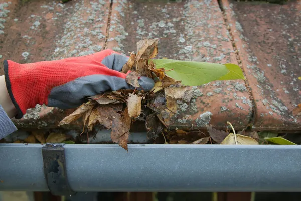 Cleaning the gutter from autumn leaves before winter season. Roof gutter cleaning process.